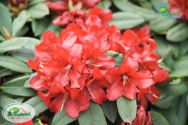Rhododendron Allegretto